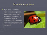 13 июня - День божьих коровок