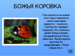 13 июня - День божьих коровок