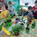 Всемирный День благодарности комнатным растениям
