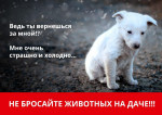 Зоозащитная акция "Не бросай меня на даче"