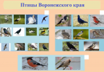 Птицы Воронежского края
