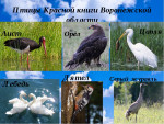 Птицы Воронежского края