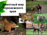 Животные Воронежского края