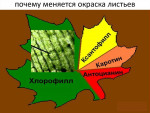 Почему осенью листья меняют цвет и опадают?