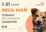 Акция " Ласковый май-собаку забирай"