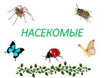 Проект "Насекомые"