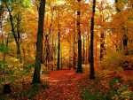 "Путешествие в волшебный осенний лес"