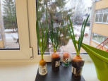Огород на окне