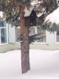 Всероссийский конкурс на лучший «Снежный городок Эколят» 