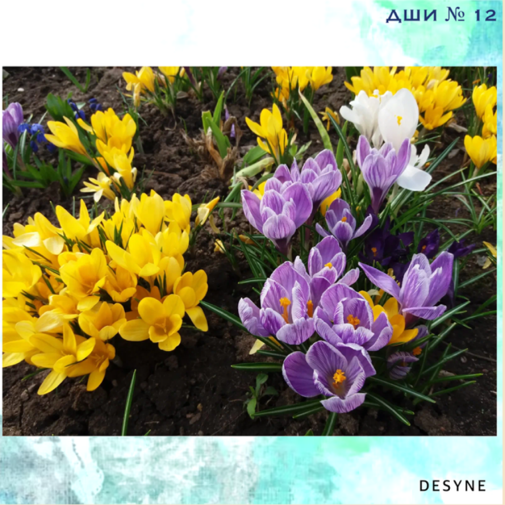 Презентация первоцветы в подготовительной группе. Поделки на выставку первоцвет. Акция первоцвет. Доброе утро первоцветы март. Примула первоцвет през.