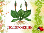 Проект "Лекарственные растения"