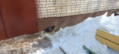 День кошек 