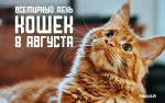 08.08.2023  День кошек