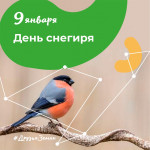 10.01.2024  День снегиря