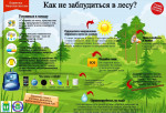 Как не заблудиться в лесу