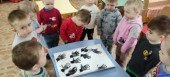  «Птицы – вестники весны». 
