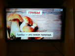 Съедобные и не съедобные грибы