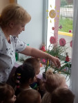 Экологический проект "Огород на подоконнике  от посадки до урожая".