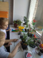 Огород в плошке на окошке