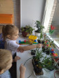 Огород в плошке на окошке