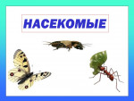 Игра "Насекомые"