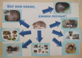 Вот они какие, ежики лесные