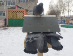 Птицы нашего края