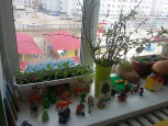 Огород на подоконнике