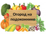Конкурс"Огород на окне"