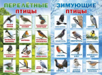 Презентация " Зимующие и перелетные птицы""