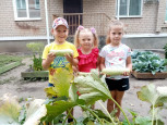 Вырос славный урожай в нашем огороде