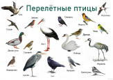 Орнитологическая игротека