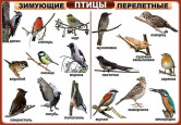 Орнитологическая игротека