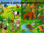 "Дикие и домашние животные"