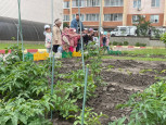 Есть у нас огород там своя морковь растет !!!