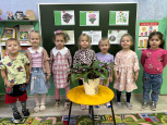 "Комнатные растения"