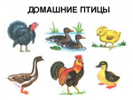 Фрагмент занятия по развитию речи на тему "Домашние птицы"