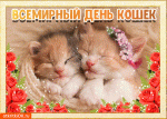 День кошек