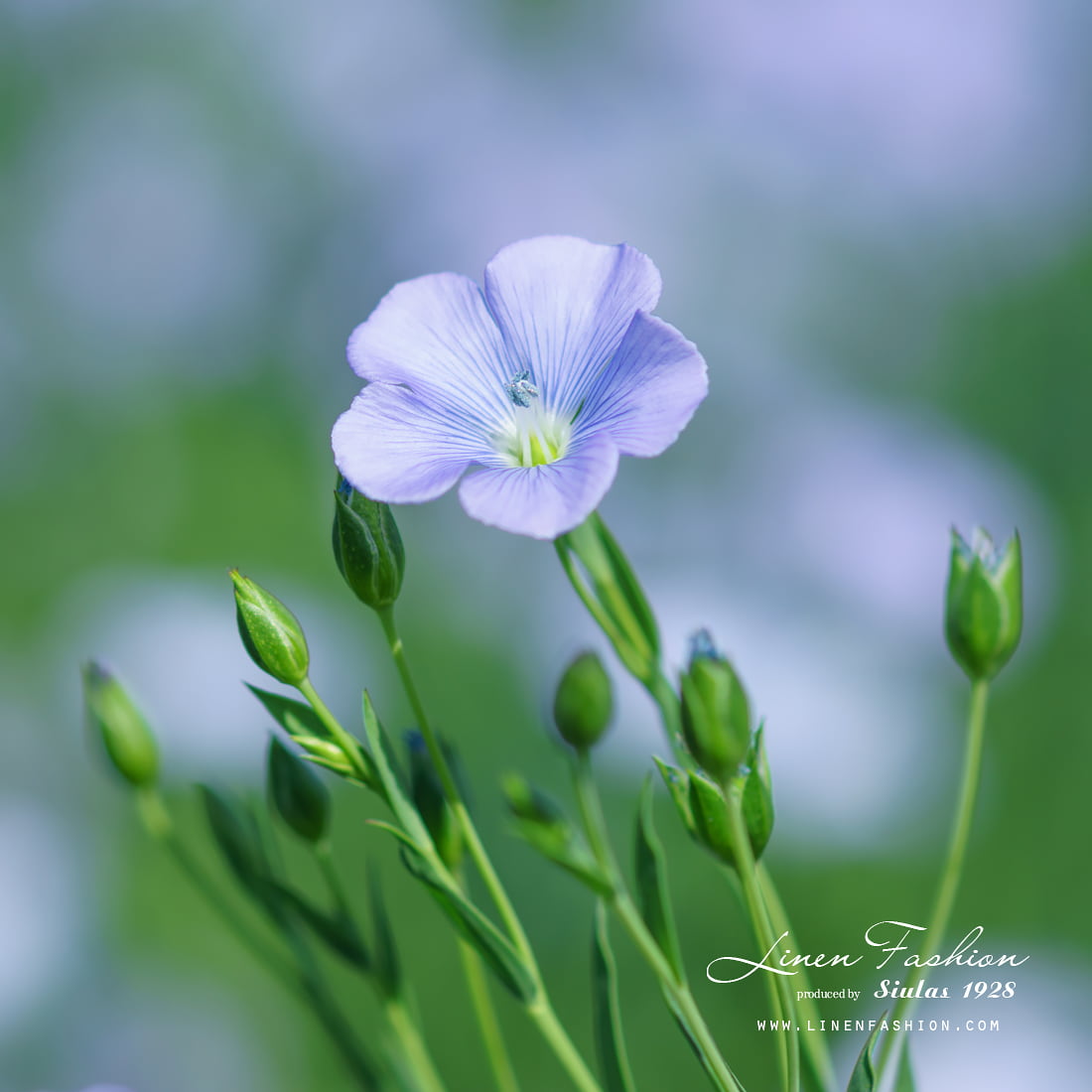 Hva er lin laget av? 2 LinHjem flax bloom 1100x1100 1