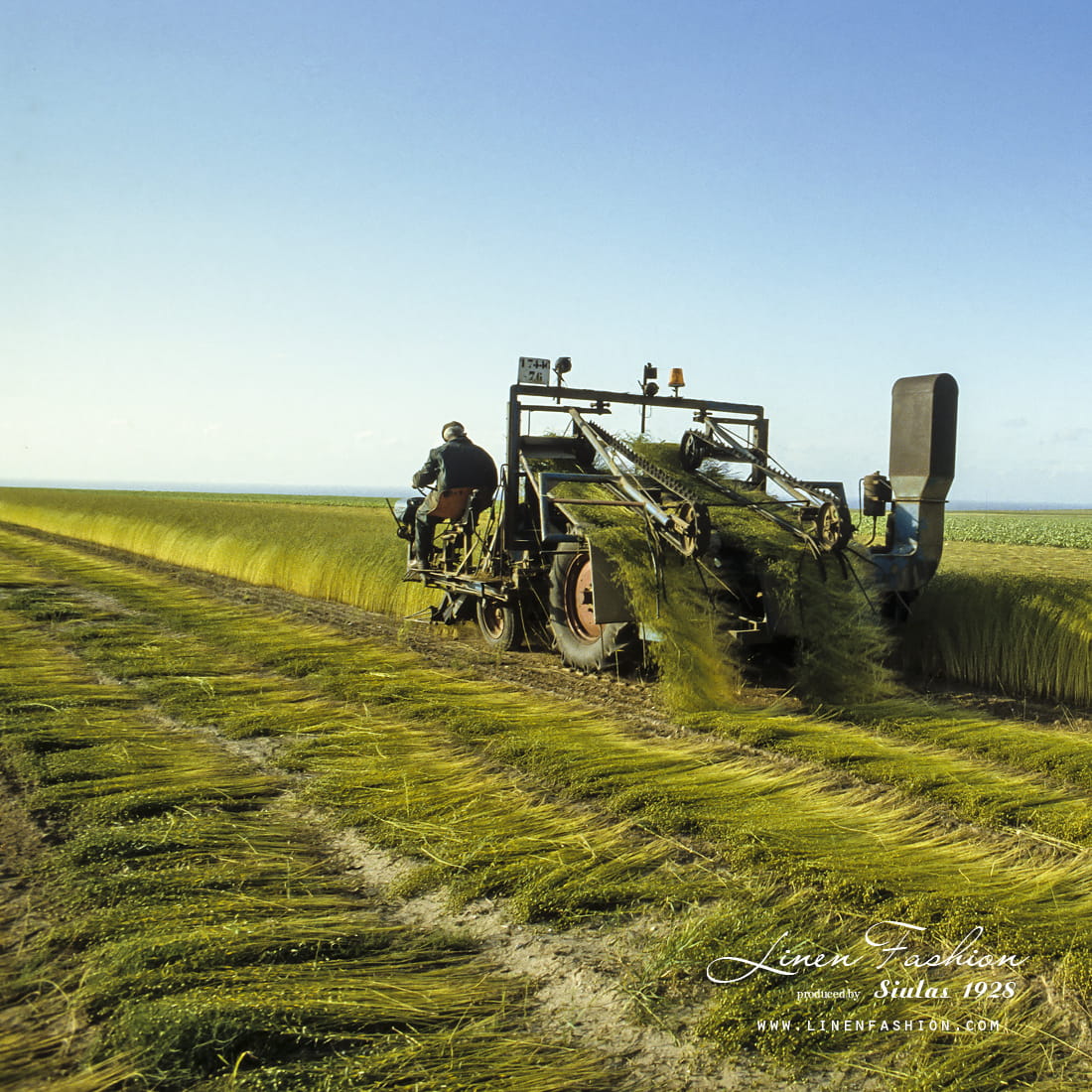 Hva er lin laget av? 3 LinHjem flax cropig in the field 1100x1100 1