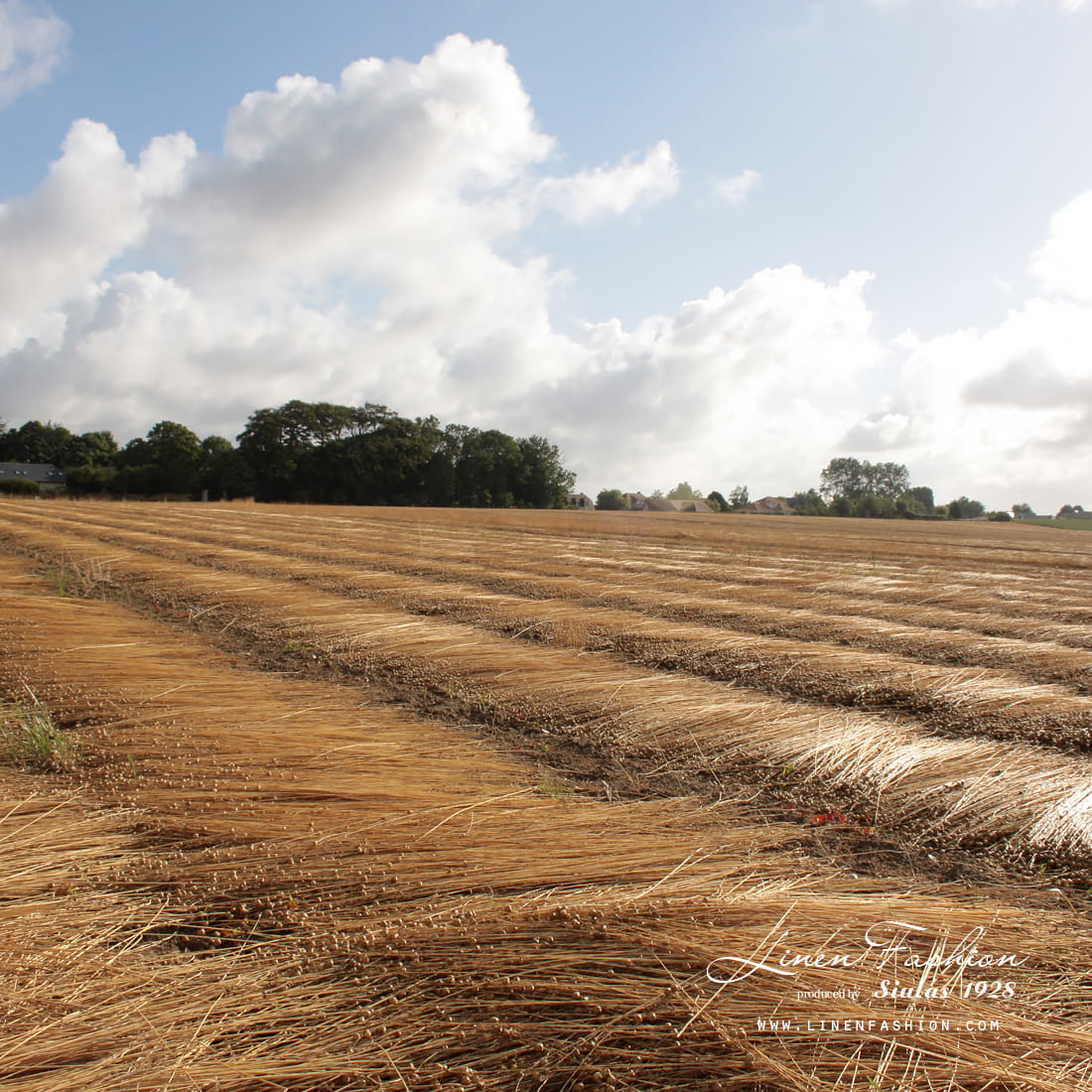 Hva er lin laget av? 4 LinHjem linen crop in the field 1100x1100 p2