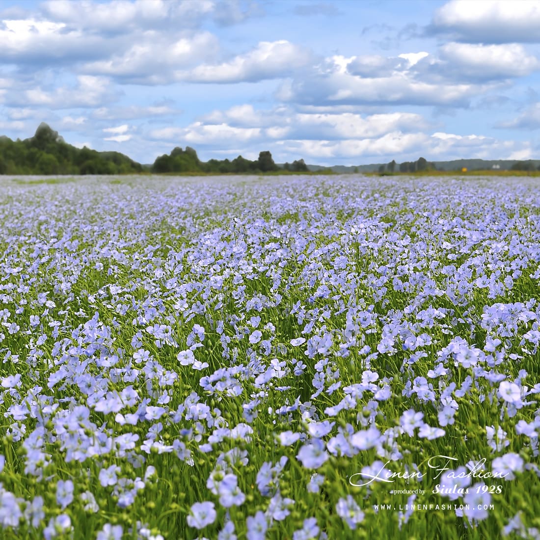 Hva er lin laget av? 1 LinHjem linen field 1100x1100 1
