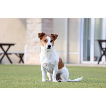 Canon RF-S telezoomobjektiv - 55 mm - 210 mm