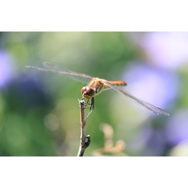 Canon RF-S telezoomobjektiv - 55 mm - 210 mm