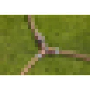 Gardena 18267-50 kunstvandingssystemdel & tilbehør Spærreventil