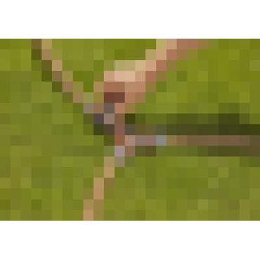 Gardena 18267-50 kunstvandingssystemdel & tilbehør Spærreventil