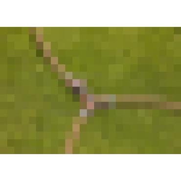 Gardena 18267-50 kunstvandingssystemdel & tilbehør Spærreventil