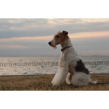 Canon RF-S zoomobjektiv - 18 mm - 150 mm