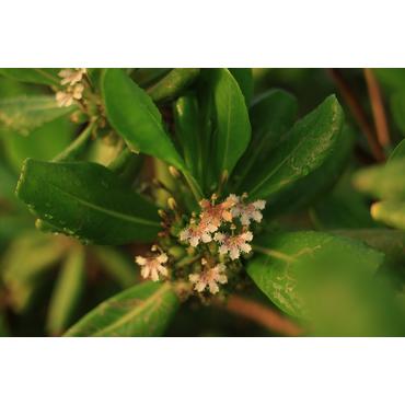 Canon RF 28-70 mm f2.8 IS STM MILC Standard zoomlinse Sort