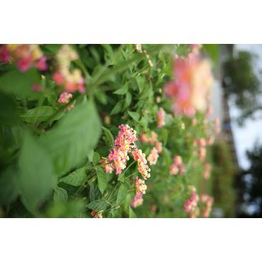 Canon RF 28-70 mm f2.8 IS STM MILC Standard zoomlinse Sort